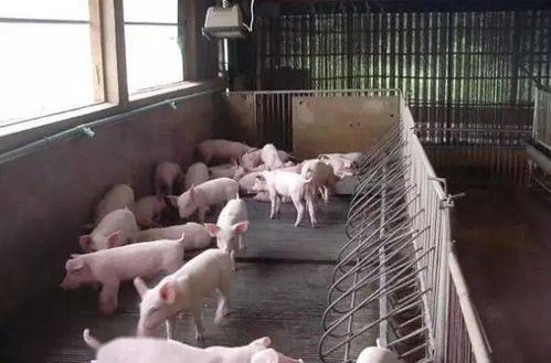 外购仔猪进场后,发病率高,怎么预防