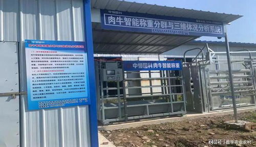 创新引领 中恒国科肉牛智能称重分群与三维体况分析系统全新升级