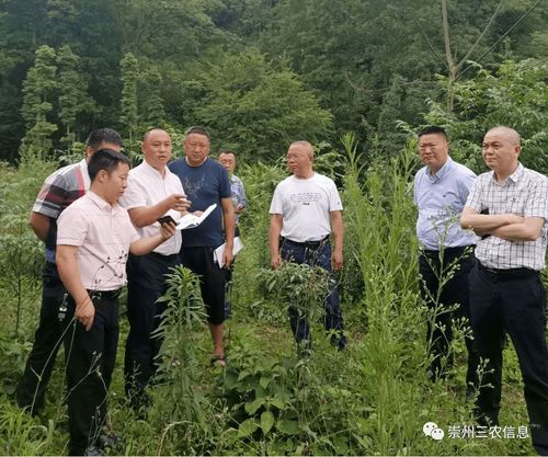 市政府召开研究解决新建生猪规模养殖场有关问题的会议