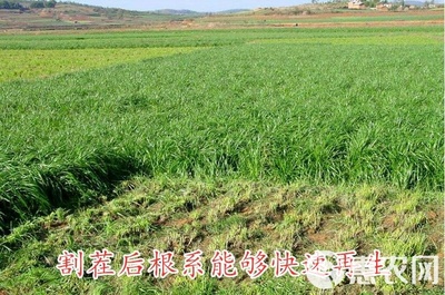 黑麦草种子包邮多年生四季牧草耐寒高产再生耐收割养殖牛羊鱼兔草