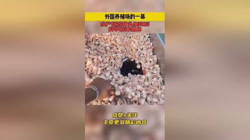 外国养殖场的一幕,水产场鸡骨头加饲料,科学营养喂鱼