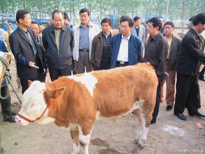 养殖黄牛技术知识,农村黄牛养殖方法有哪些?