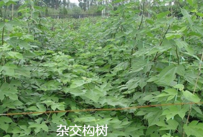 养猪用禾本科牧草、饲料苎麻、构树、饲料桑树哪种牧草品种更好?