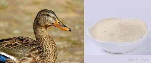 中科初肽 临沂 生物诚邀您参加2025国际生物发酵展 济南