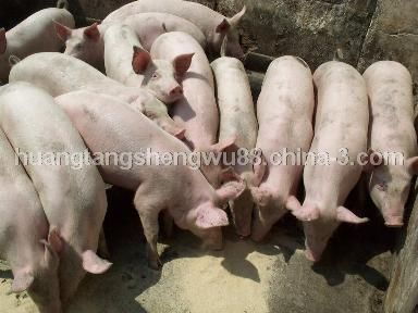 猪用高活性 高纯度菌种饲料 全程无抗