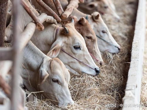 中原科地 守好饲料安全,守护餐桌上的安全