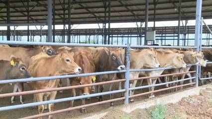 2019年大理州现代奶牛养殖饲料技术培训在鹤庆县成功举办