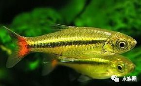 灯鱼饲养全攻略 饲料篇