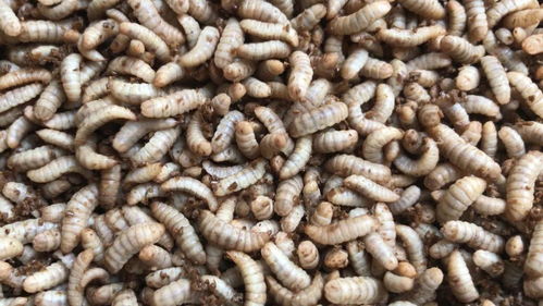 垃圾变废为宝 黑水虻治理猪场粪污的巨大经济效益