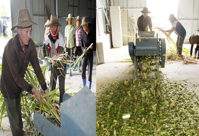 菌草的加工与贮藏 饲料科的关键技术