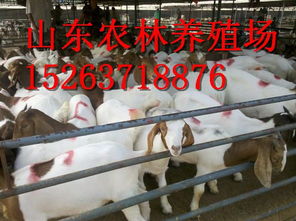 饲料科 现代养殖业的核心支撑