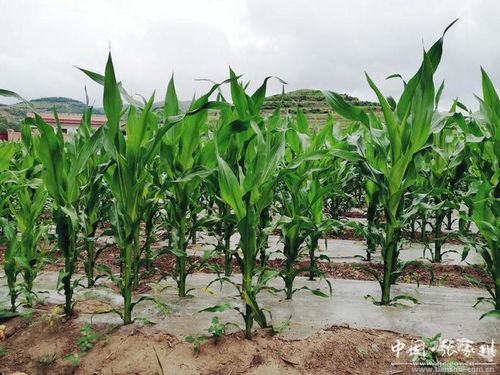 饲料玉米种植助力张家川县马鹿镇畜牧养殖业发展